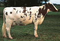 ayrshire cow