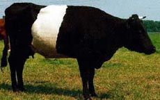 dutch belted cow